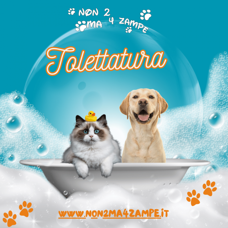 Servizio di Tolettatura Animali Pelo Raso