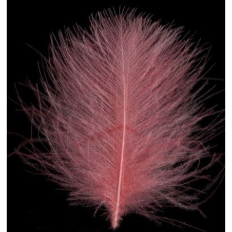 Piume Standard 1-4.5 cm
