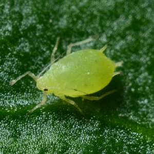 Antiparassitari / parafarmaci